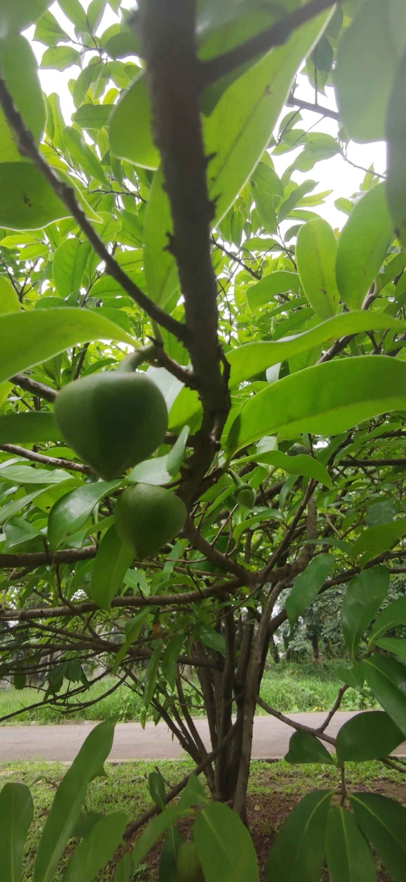 Marolo (Annona crassiflora), plantas, fotografado em Vila Santo Estevão, São Paulo