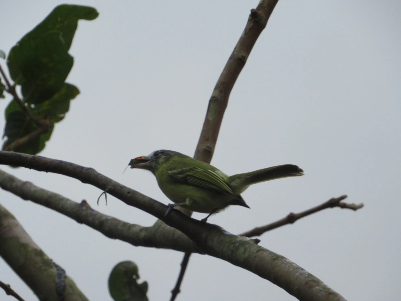 Bico-chato-de-orelha-preta (Tolmomyias sulphurescens), aves, fotografado em Maresias, São Sebastião