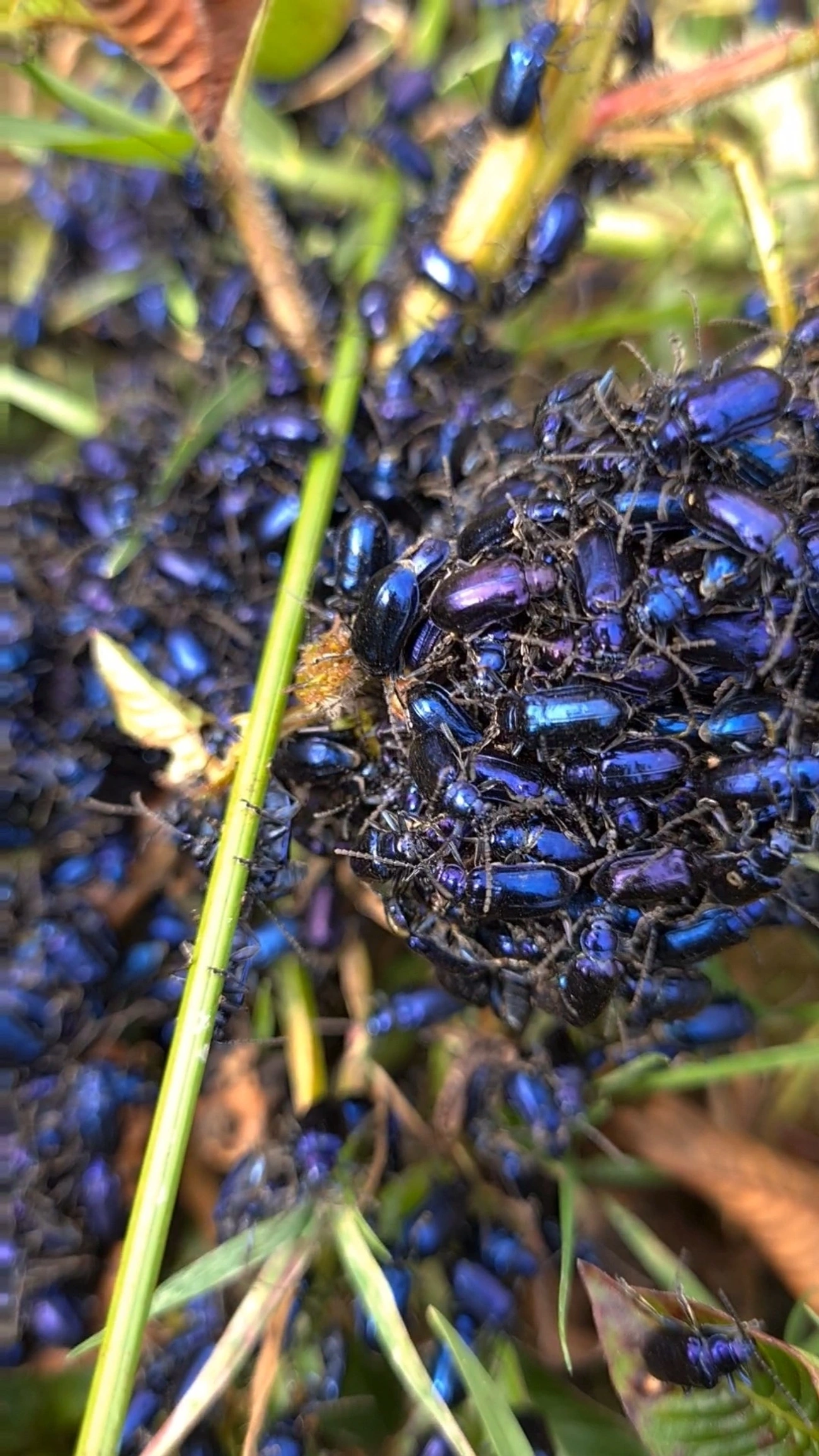 Vaquinha-pulga (Macrohaltica jamaicensis), insetos, fotografado em Campos do Jordão