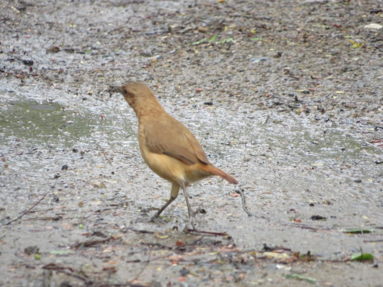 João-de-barro (Furnarius rufus), aves, fotografado em Maresias, São Sebastião