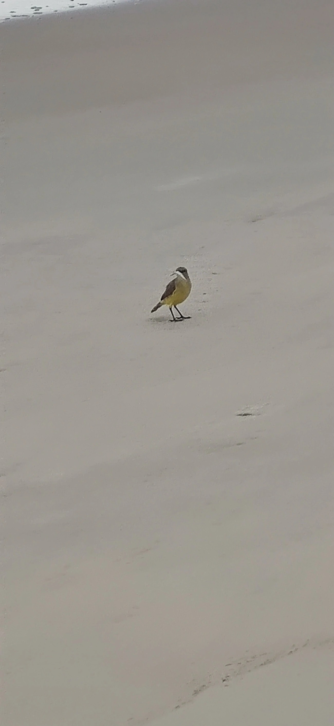 Suiriri-cavaleiro (Machetornis rixosa), aves, fotografado em Maresias, São Sebastião
