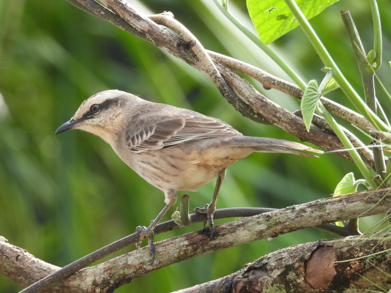 Sabiá-do-campo (Mimus saturninus), aves, fotografado em Maresias, São Sebastião