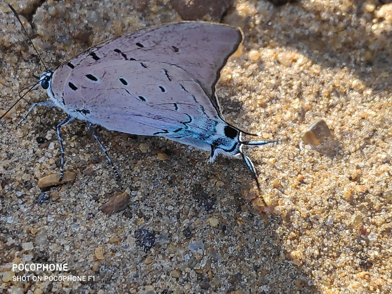 Borboleta-rainha-de-seda-azul (Pseudolycaena marsyas), insetos, fotografado em Itatí