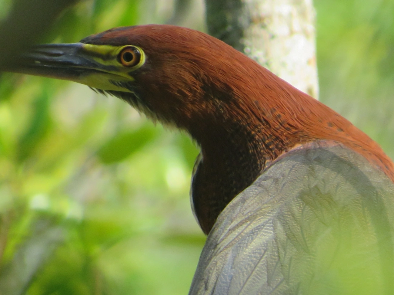 Socó-boi (Tigrisoma lineatum), aves, fotografado em Maresias, São Sebastião