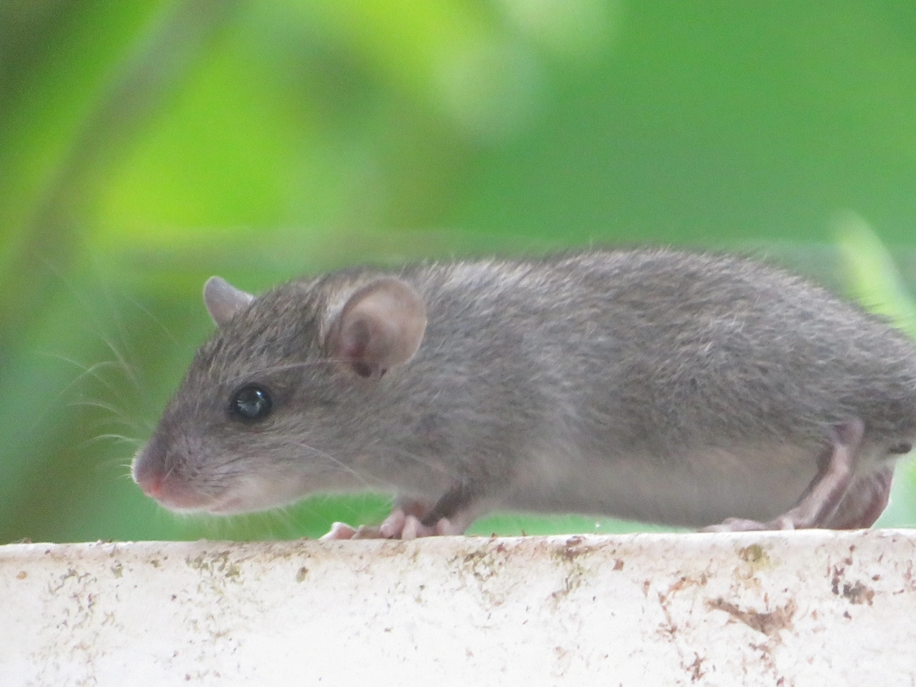 Oligoryzomys, mamíferos, fotografado em Maresias, São Sebastião