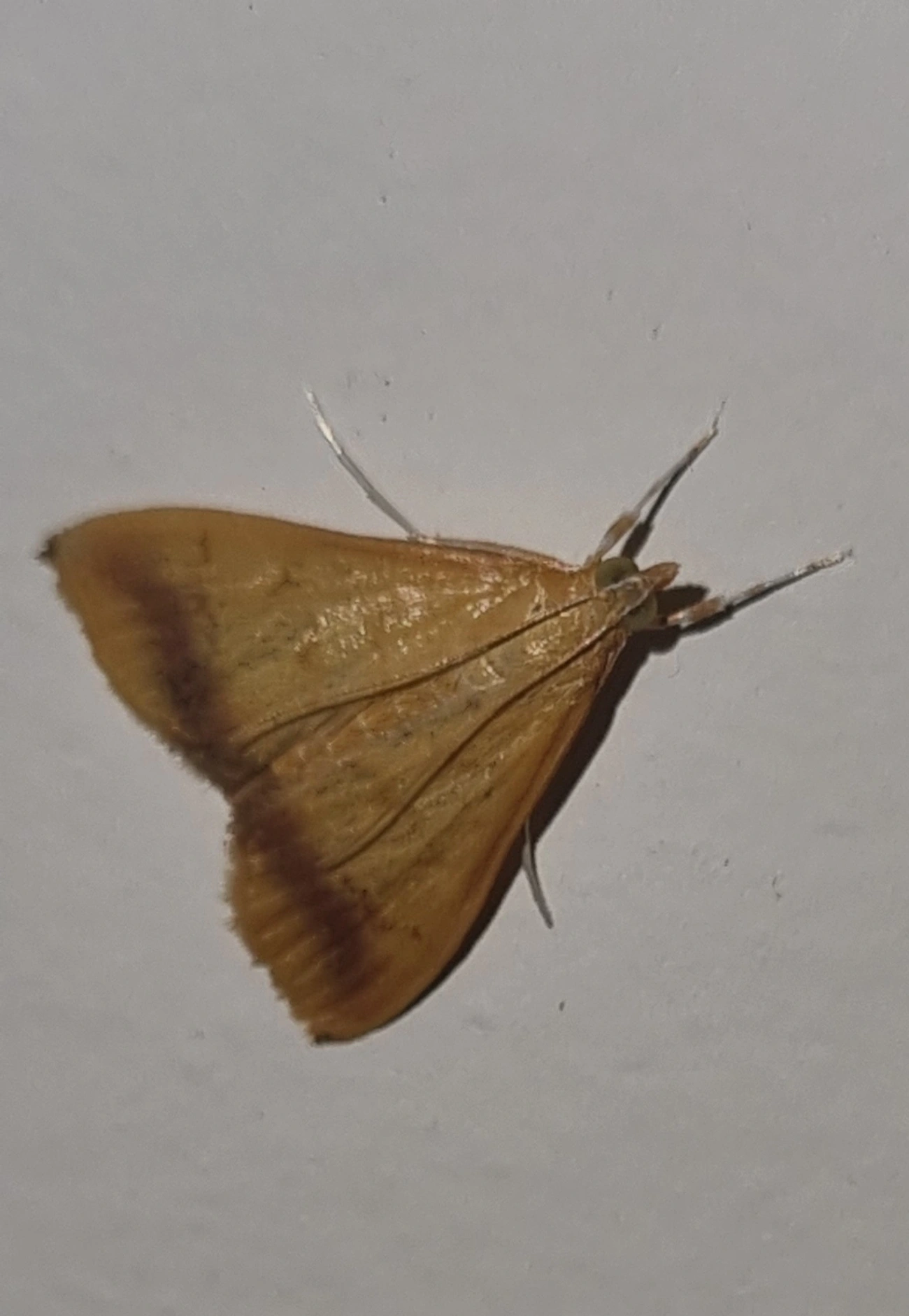 Hyalorista, insetos, fotografado em Maresias, São Sebastião