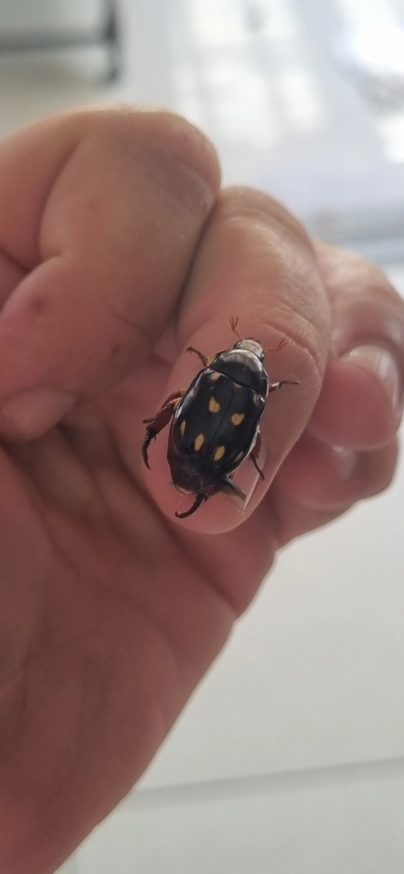 Pelidnota xanthospila, insetos, fotografado em Maresias, São Sebastião