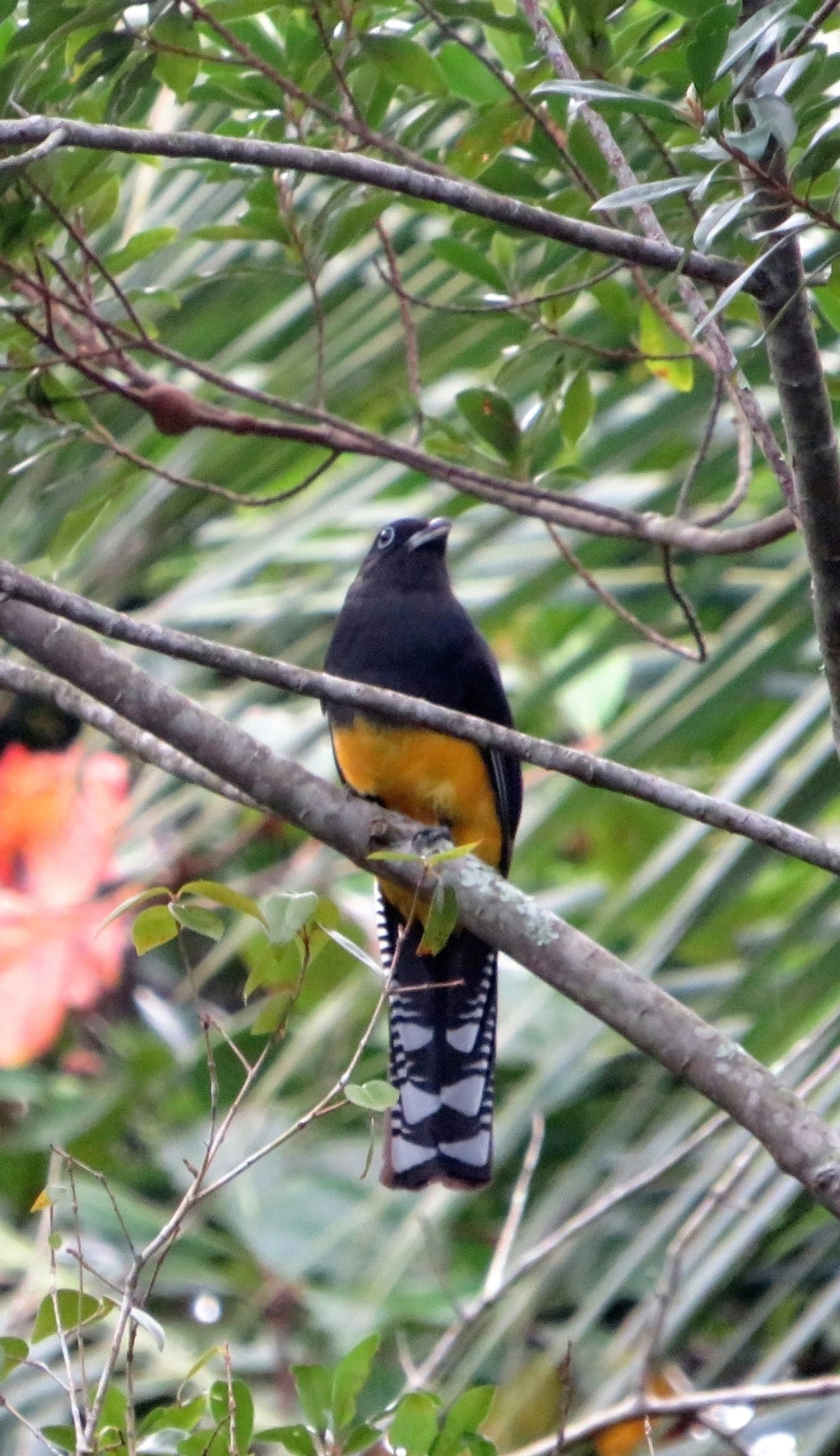 Surucuá-de-barriga-amarela (Trogon viridis), aves, fotografado em Maresias, São Sebastião