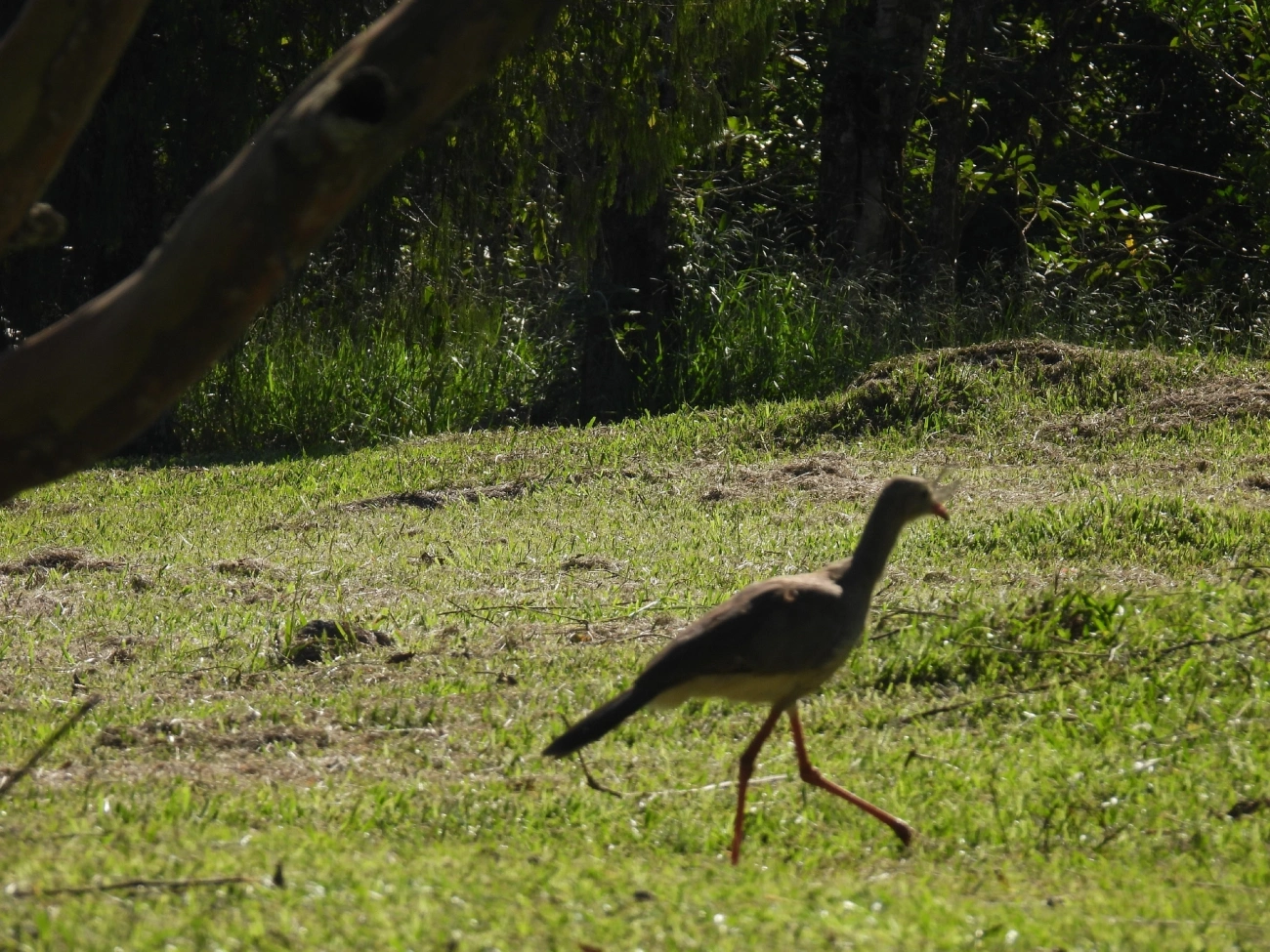 Seriema (Cariama cristata), aves, fotografado em Queluz