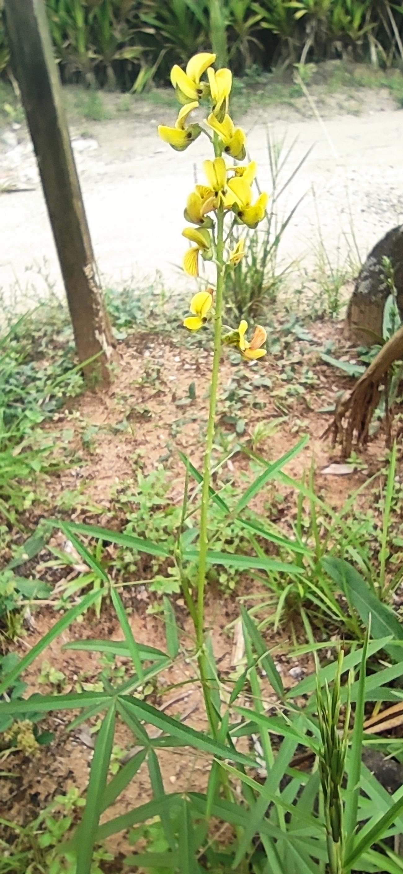 Chocalho-de-cascavel-fino (Crotalaria lanceolata), plantas, fotografado em Maresias, São Sebastião
