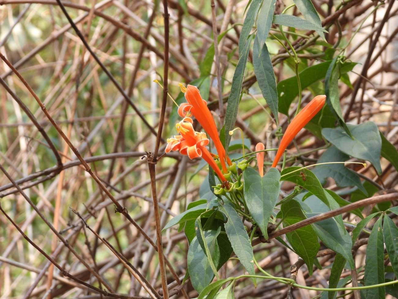 Flor-de-São-João (Pyrostegia venusta), plantas, fotografado em Socorro