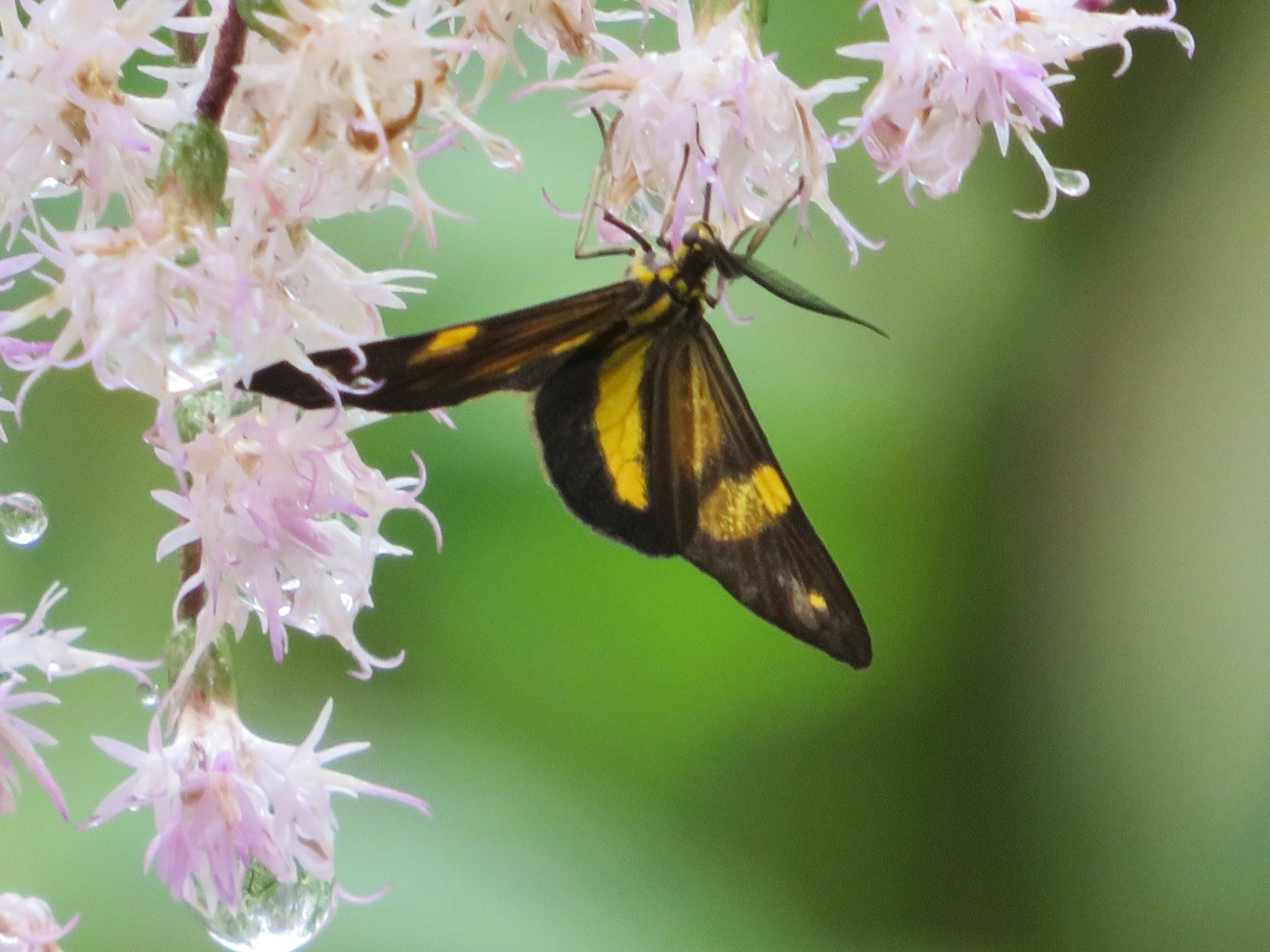 Phaeochlaena lampra, insetos, fotografado em Maresias, São Sebastião