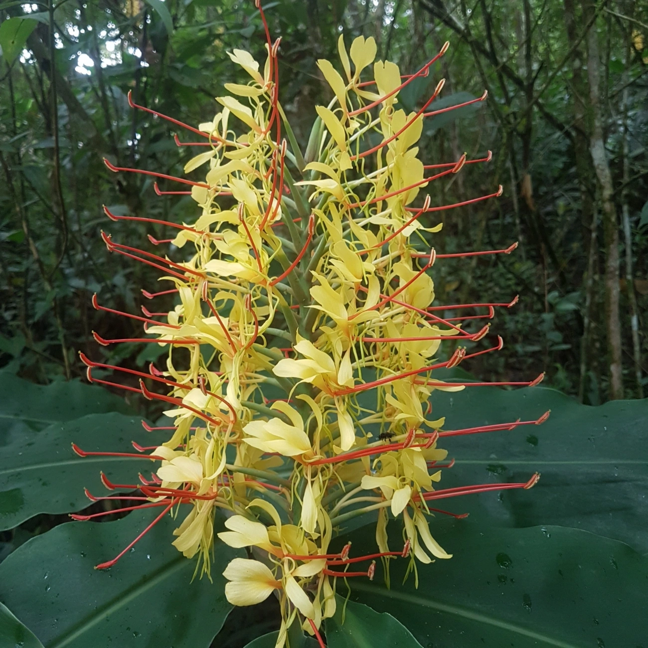 Conteira (Hedychium gardnerianum), plantas, fotografado em Visconde de Mauá