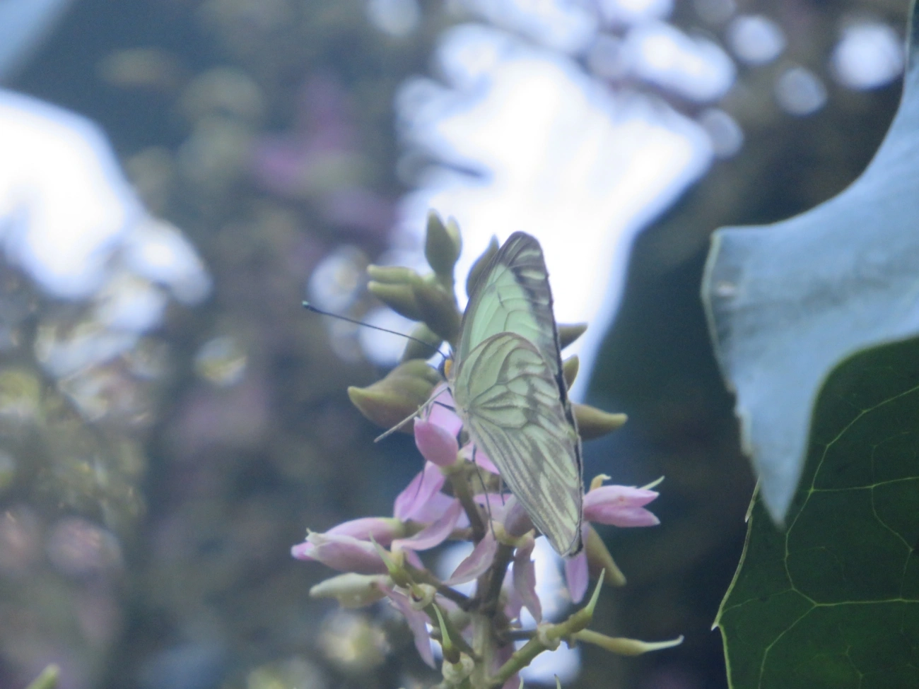 Borboleta-da-couve (Ascia monuste), insetos, fotografado em Maresias, São Sebastião