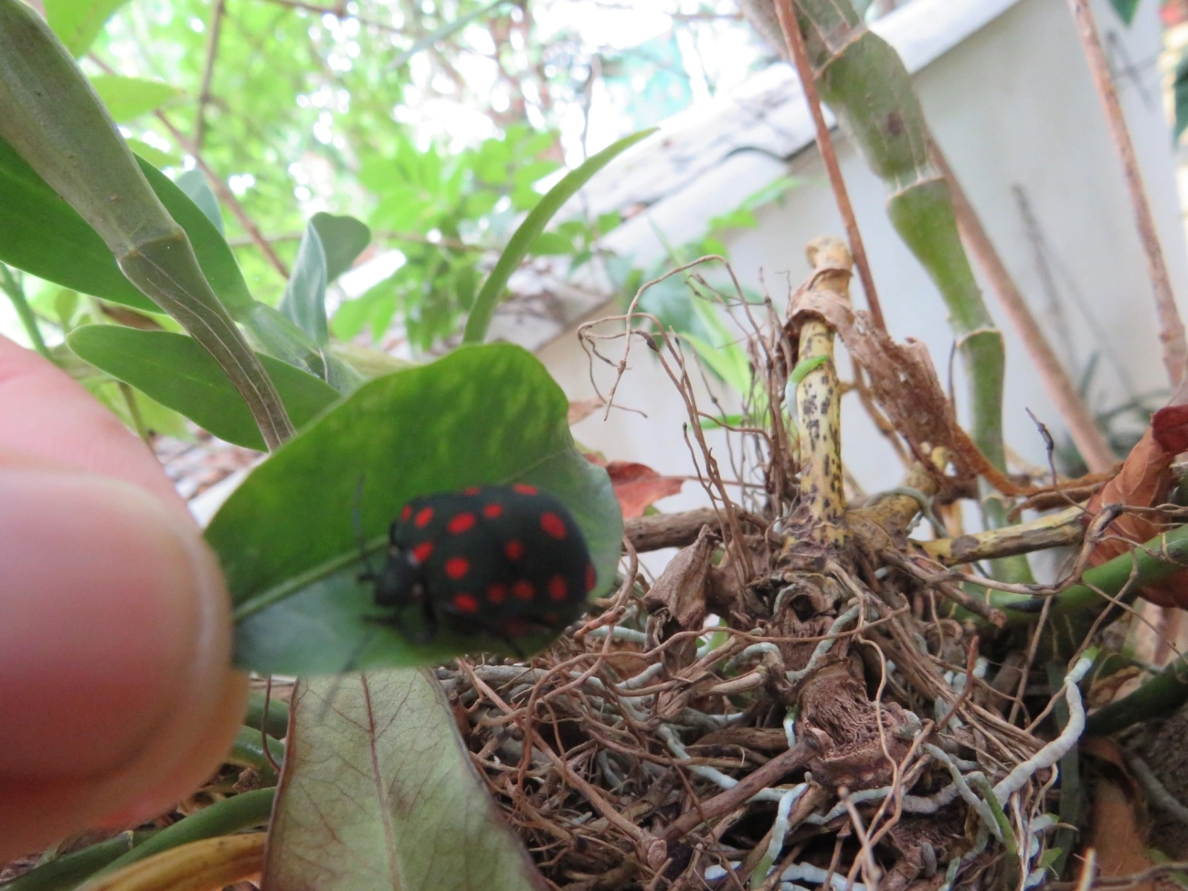 Percevejo-do-Pinhão-Manso (Pachycoris torridus), insetos, fotografado em São Paulo