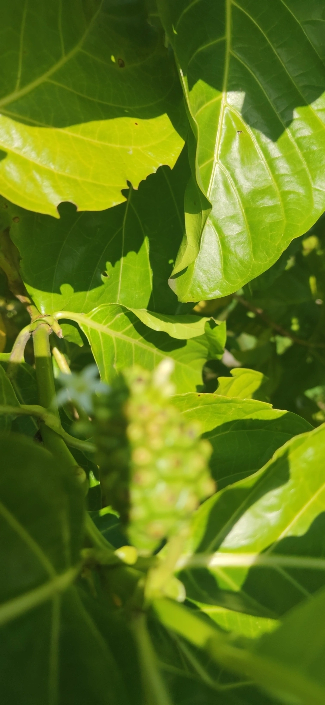 Noni (Morinda citrifolia), plantas, fotografado em Caraguatatuba