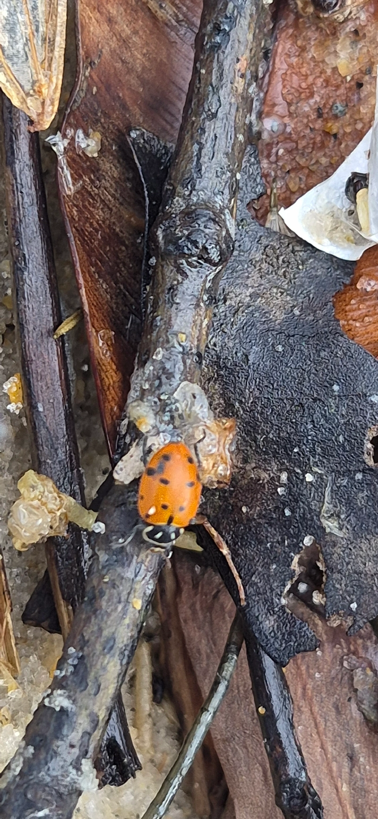 Joaninha-convergente (Hippodamia convergens), insetos, fotografado em Maresias, São Sebastião