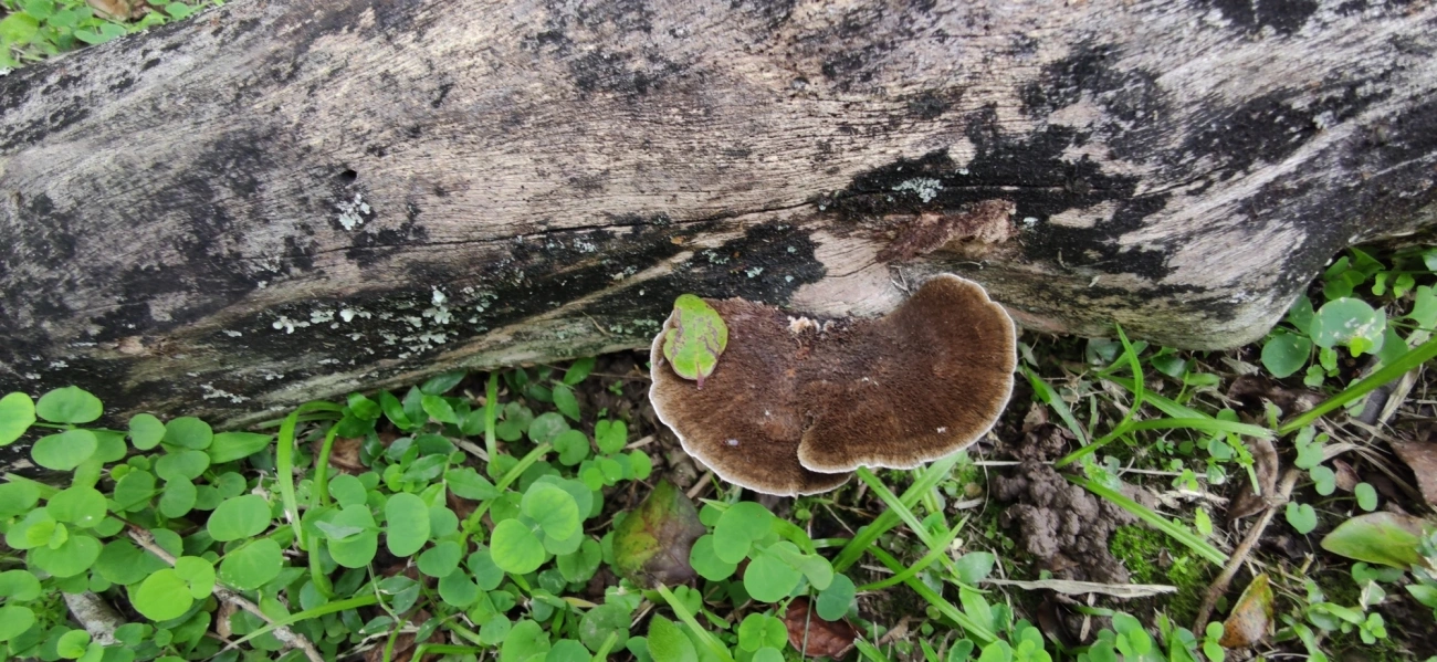 Orelha-de-pau (Hexagonia hydnoides), fungos, fotografado em Maresias, São Sebastião