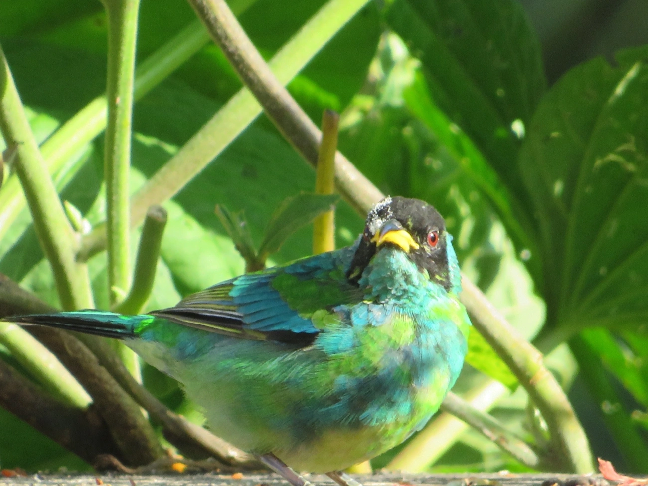 Saí-verde (Chlorophanes spiza), aves, fotografado em Maresias, São Sebastião