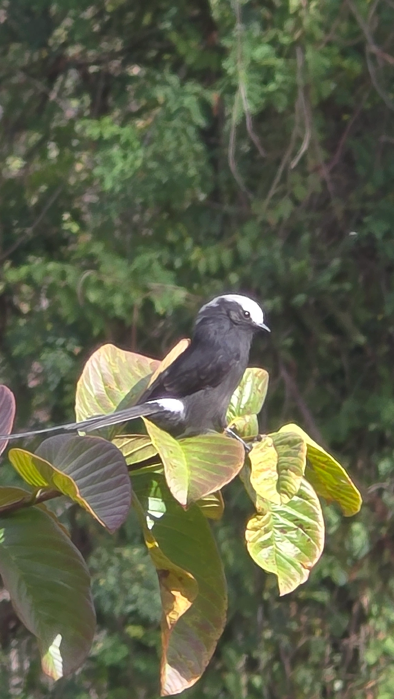 Viuvinha (Colonia colonus), aves, fotografado em Itamonte