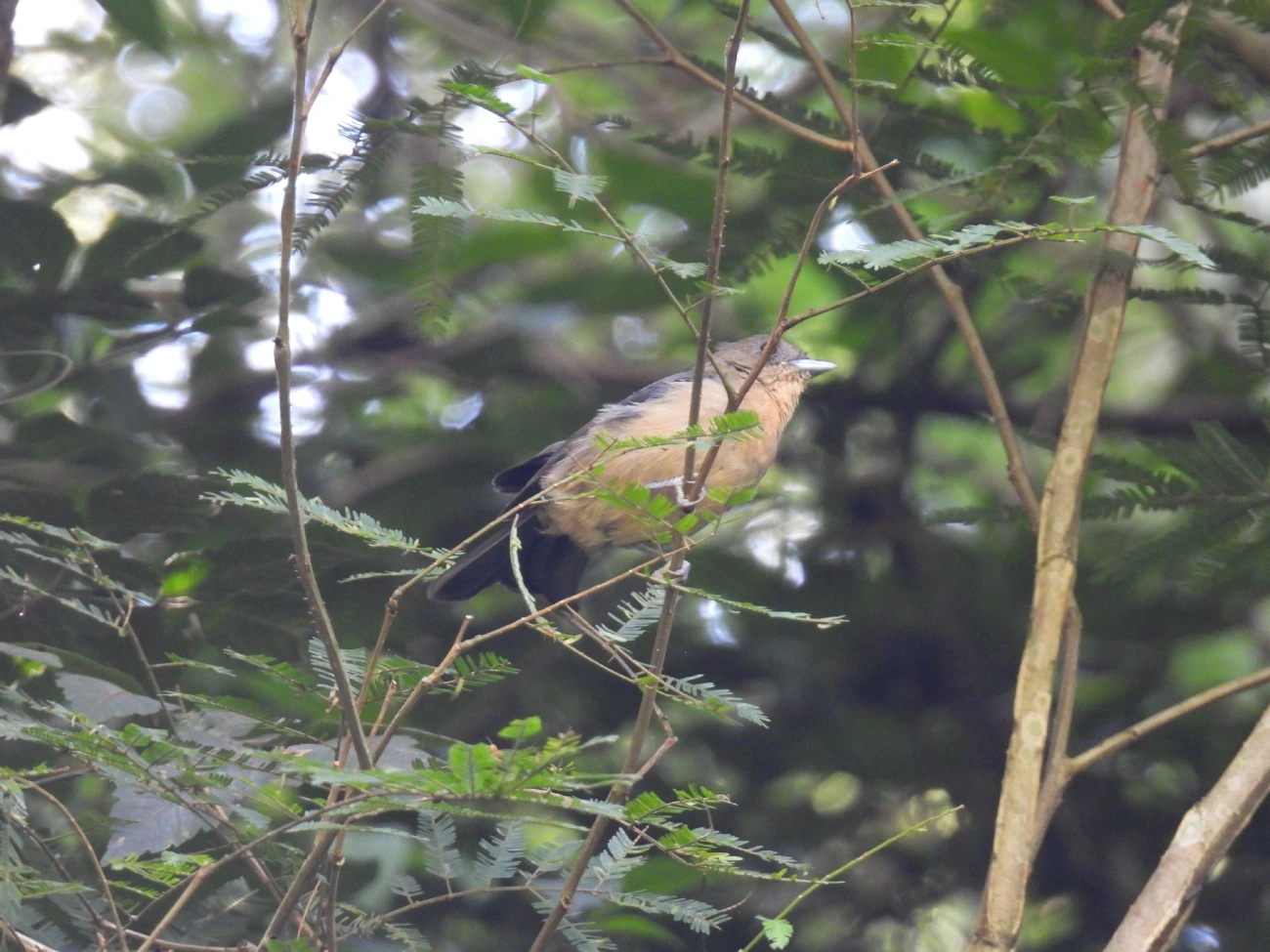 Tiê-de-topete (Trichothraupis melanops), aves, fotografado em Queluz
