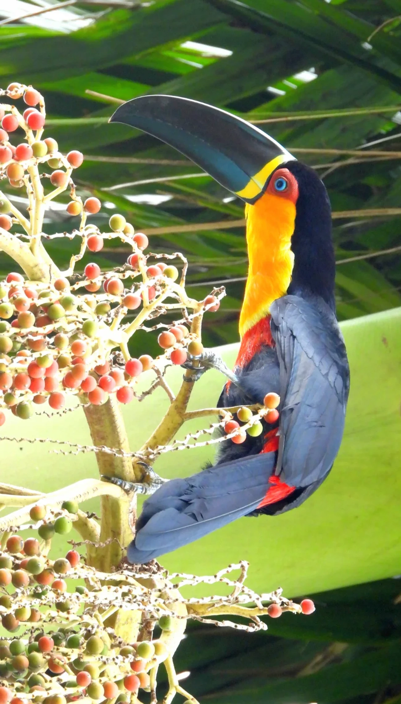 Tucano-de-ariel (Ramphastos vitellinus), aves, fotografado em Maresias, São Sebastião