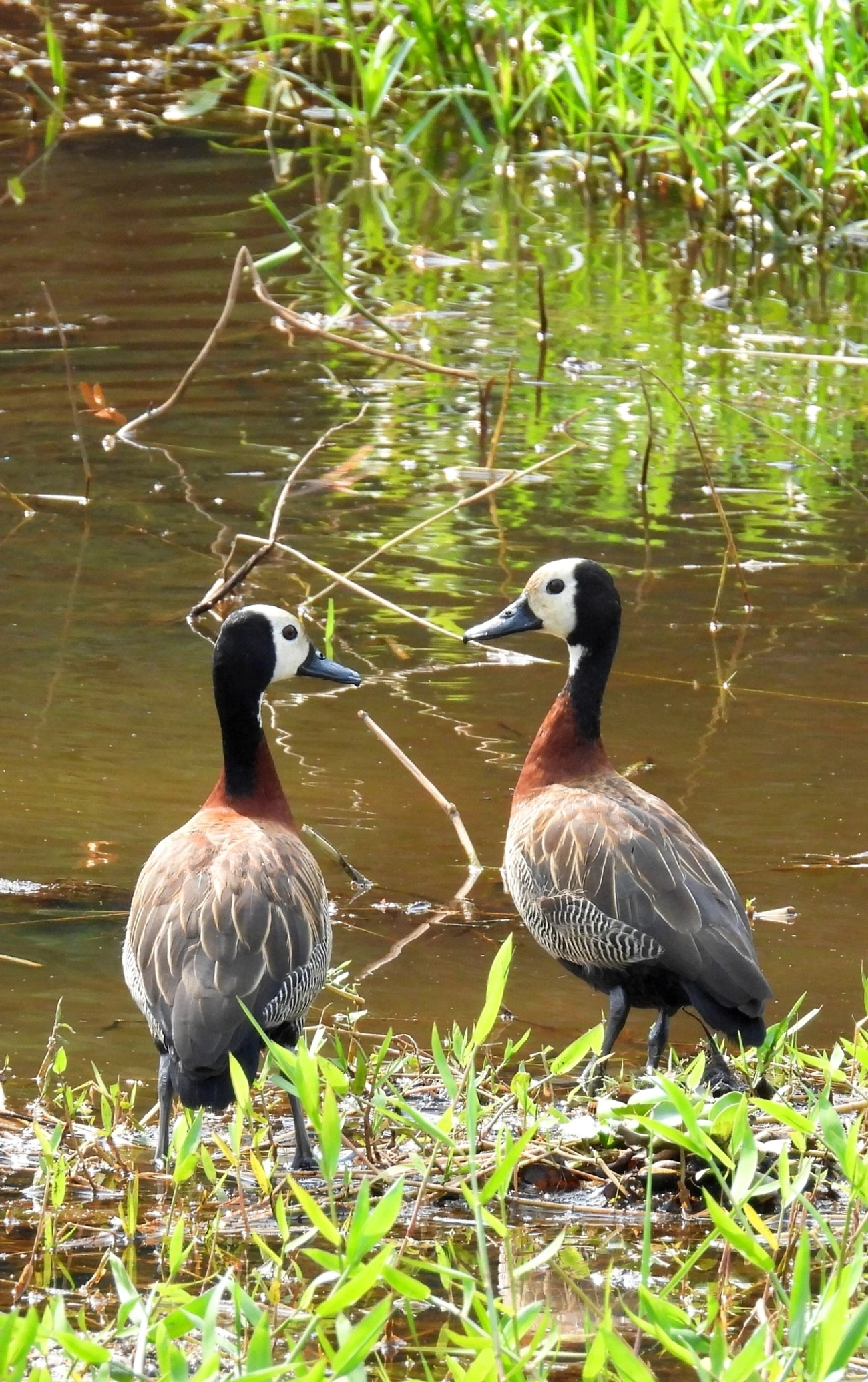 Irerê (Dendrocygna viduata), aves, fotografado em Santa Isabel