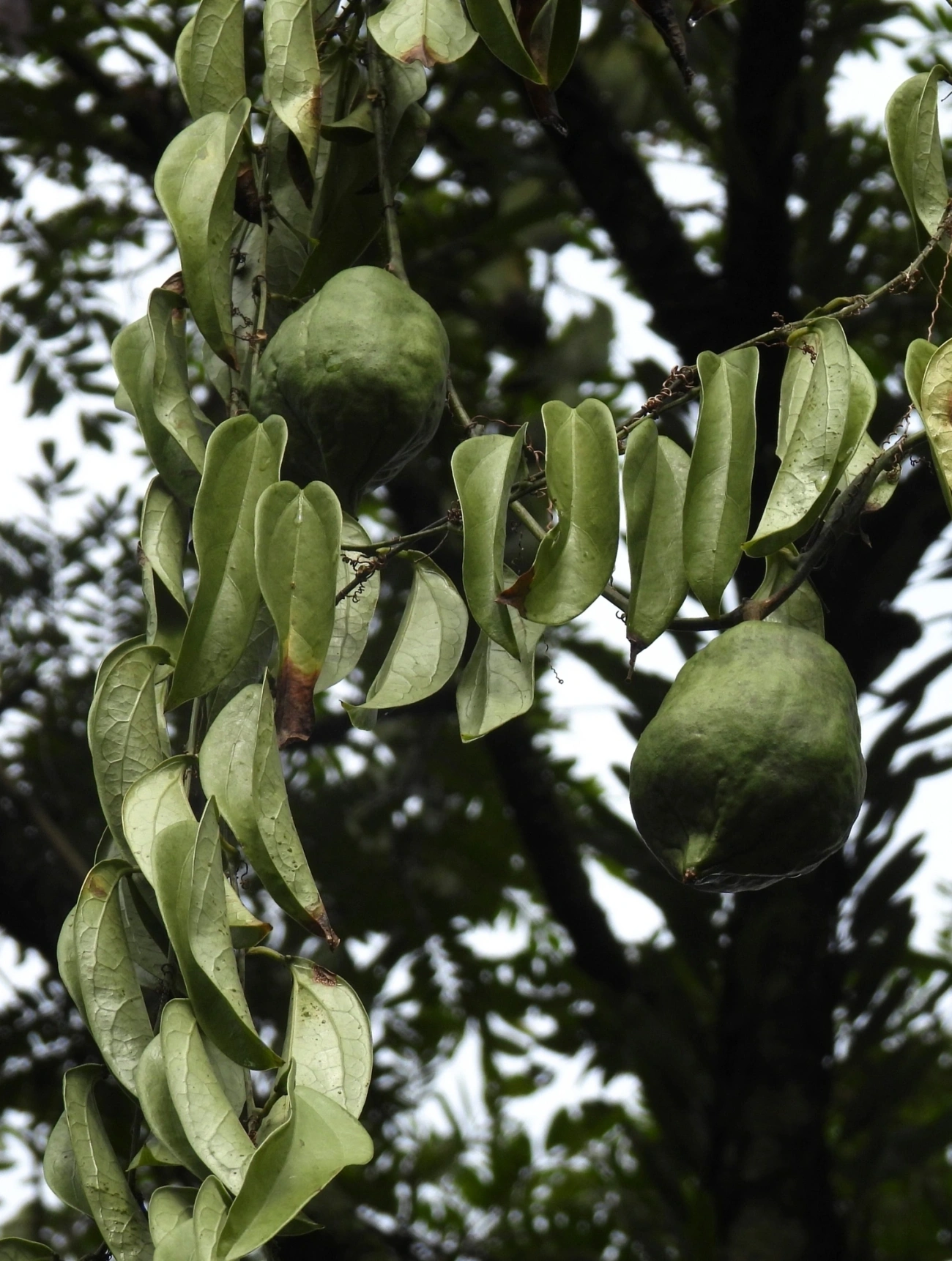 Dicotiledóneas (Magnoliopsida), plantas, fotografado em Queluz