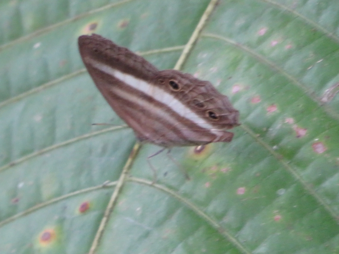 Sátiro-branco (Pareuptychia ocirrhoe), insetos, fotografado em Maresias, São Sebastião