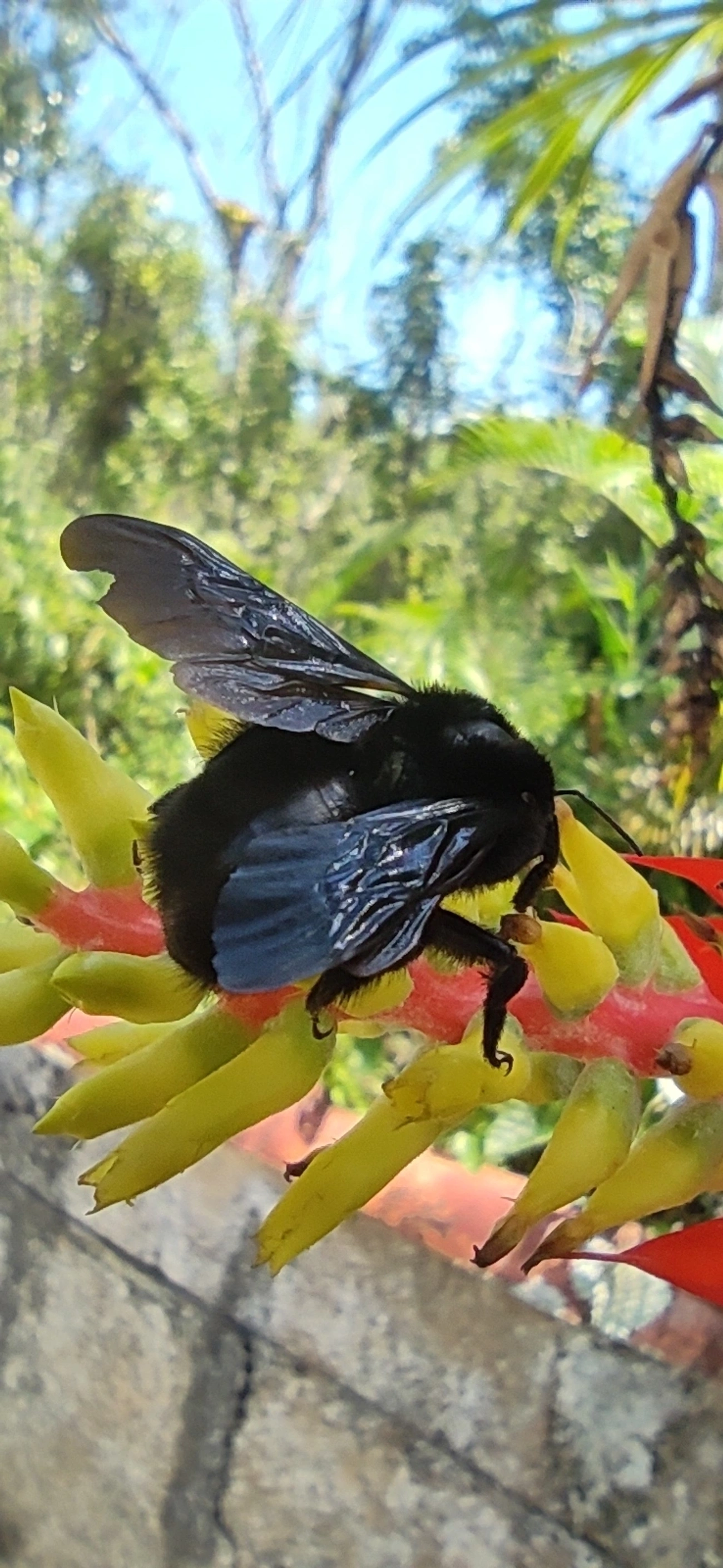 Thoracobombus, insetos, fotografado em Maresias, São Sebastião