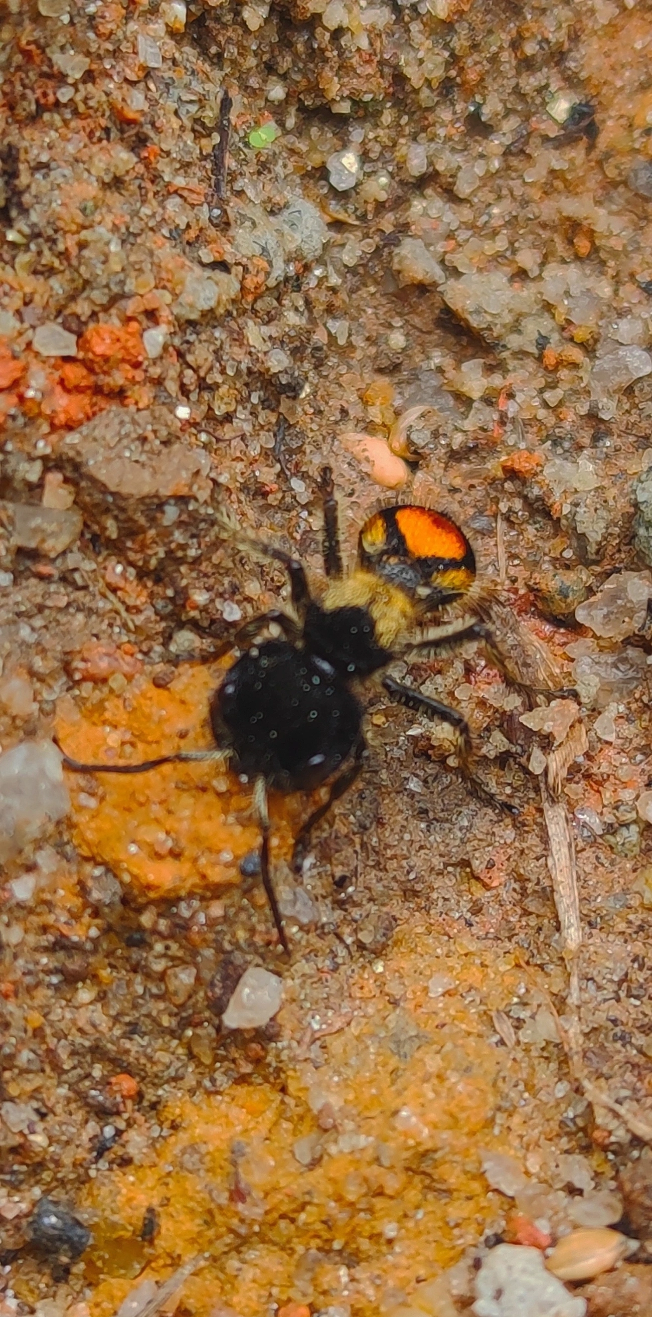 Stafilinídeo (Hoplocrates cephalotes), insetos, fotografado em Maresias, São Sebastião