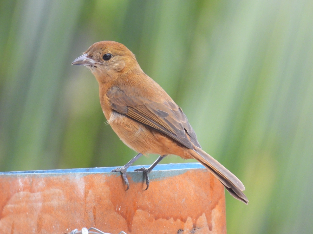 Tiê-galo (Loriotus cristatus), aves, fotografado em Maresias, São Sebastião