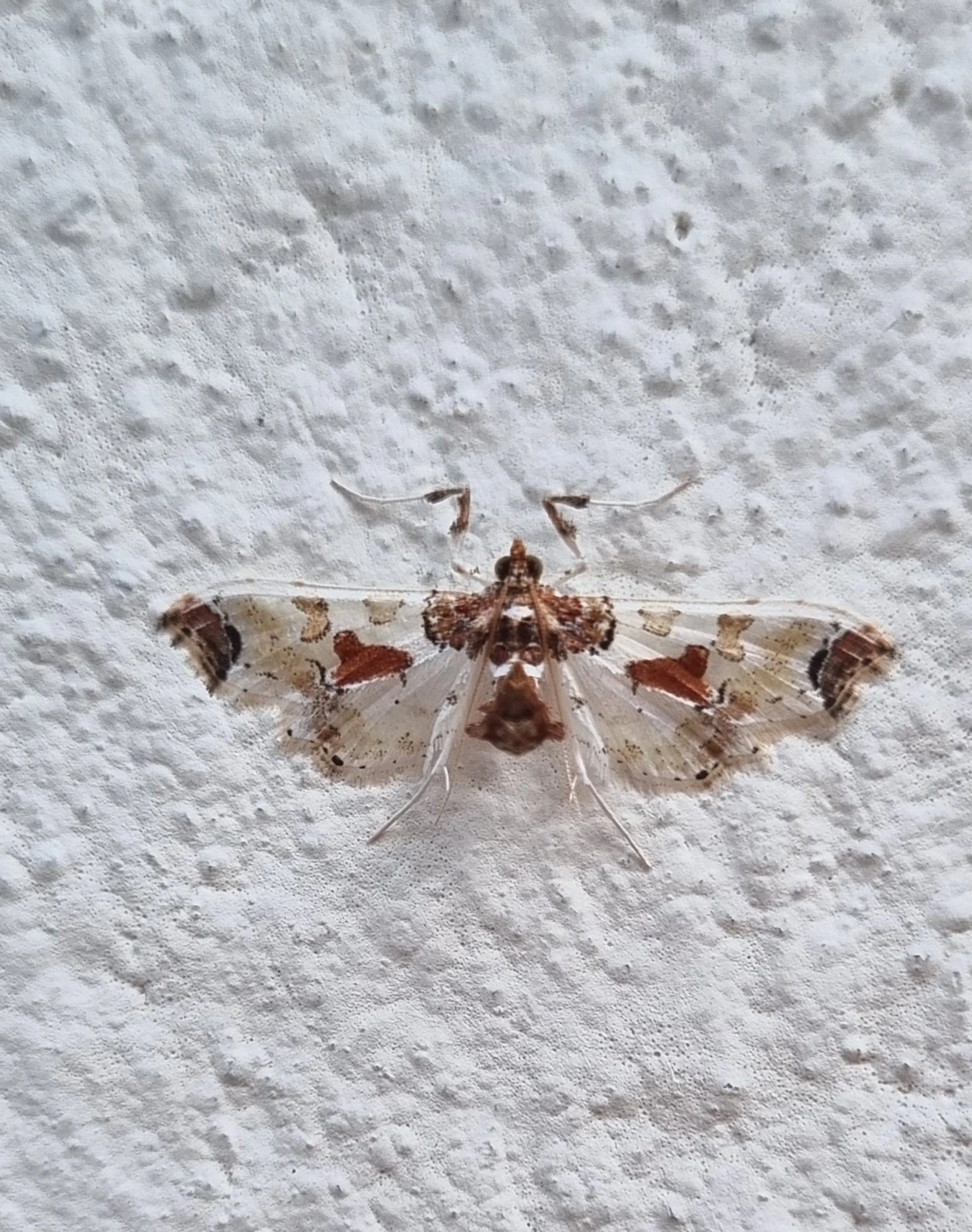 Broca-pequena-do-tomate (Neoleucinodes elegantalis), insetos, fotografado em Maresias, São Sebastião