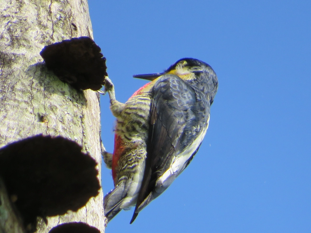 Benedito-de-testa-amarela (Melanerpes flavifrons), aves, fotografado em Maresias, São Sebastião