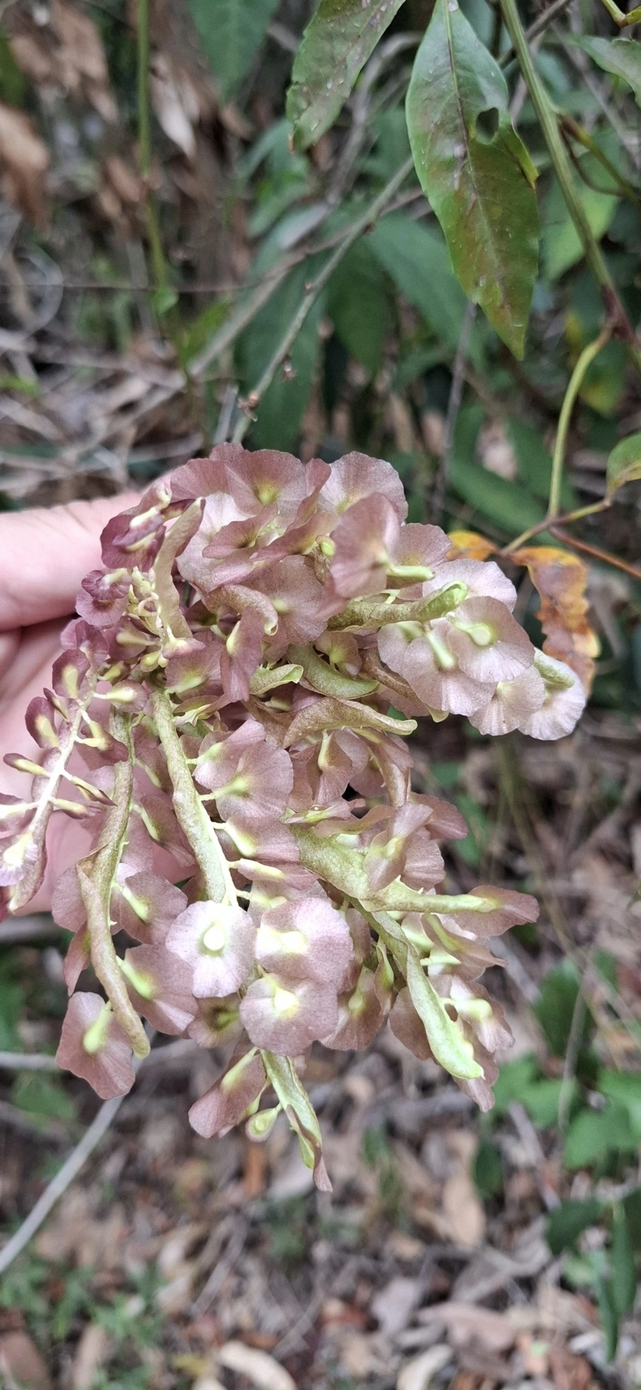 Plantas (Plantae), plantas, fotografado em Itamonte