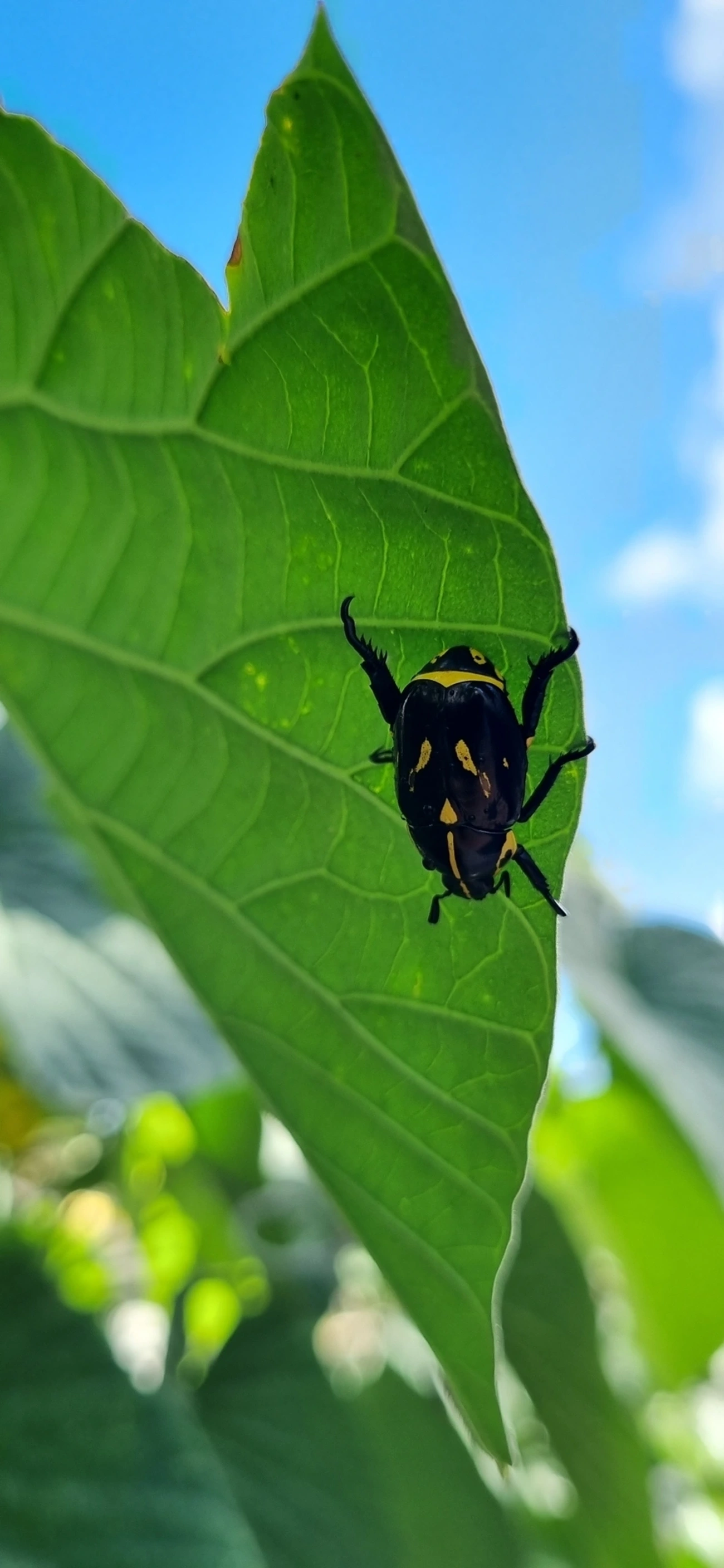 Besouro-da-Roseira (Rutela lineola), insetos, fotografado em Maresias, São Sebastião