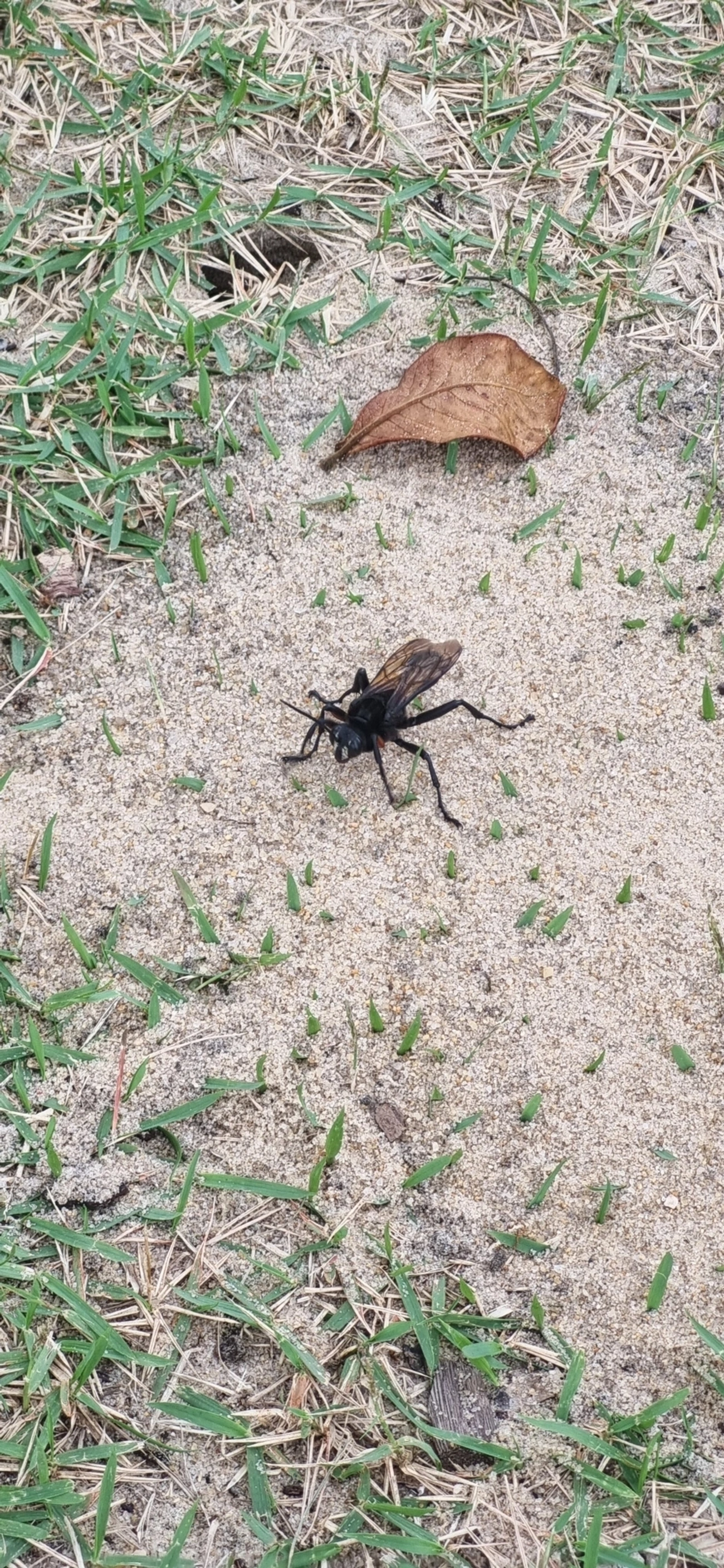 Vespa-caçadora (Sphex ingens), insetos, fotografado em Frade, Ubatuba