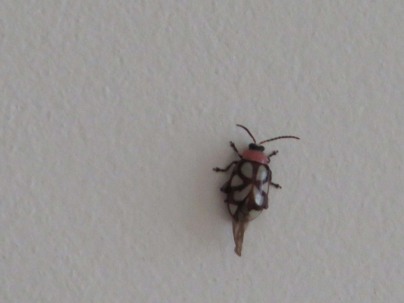 Besouro-pulga-de-faixas-oblíquas (Omophoita albicollis), insetos, fotografado em Maresias, São Sebastião