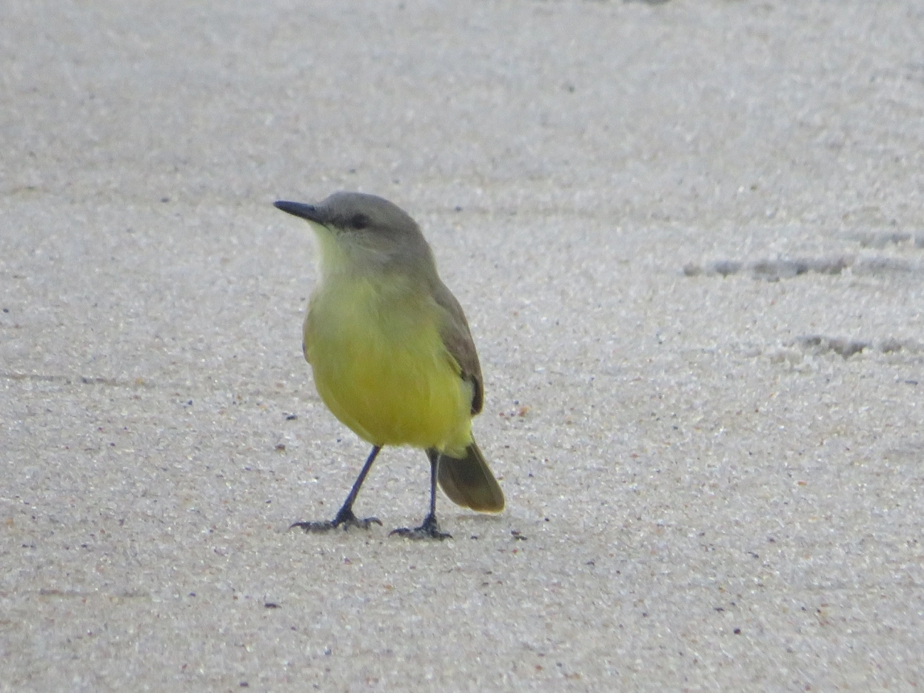 Suiriri-cavaleiro (Machetornis rixosa), aves, fotografado em Maresias, São Sebastião