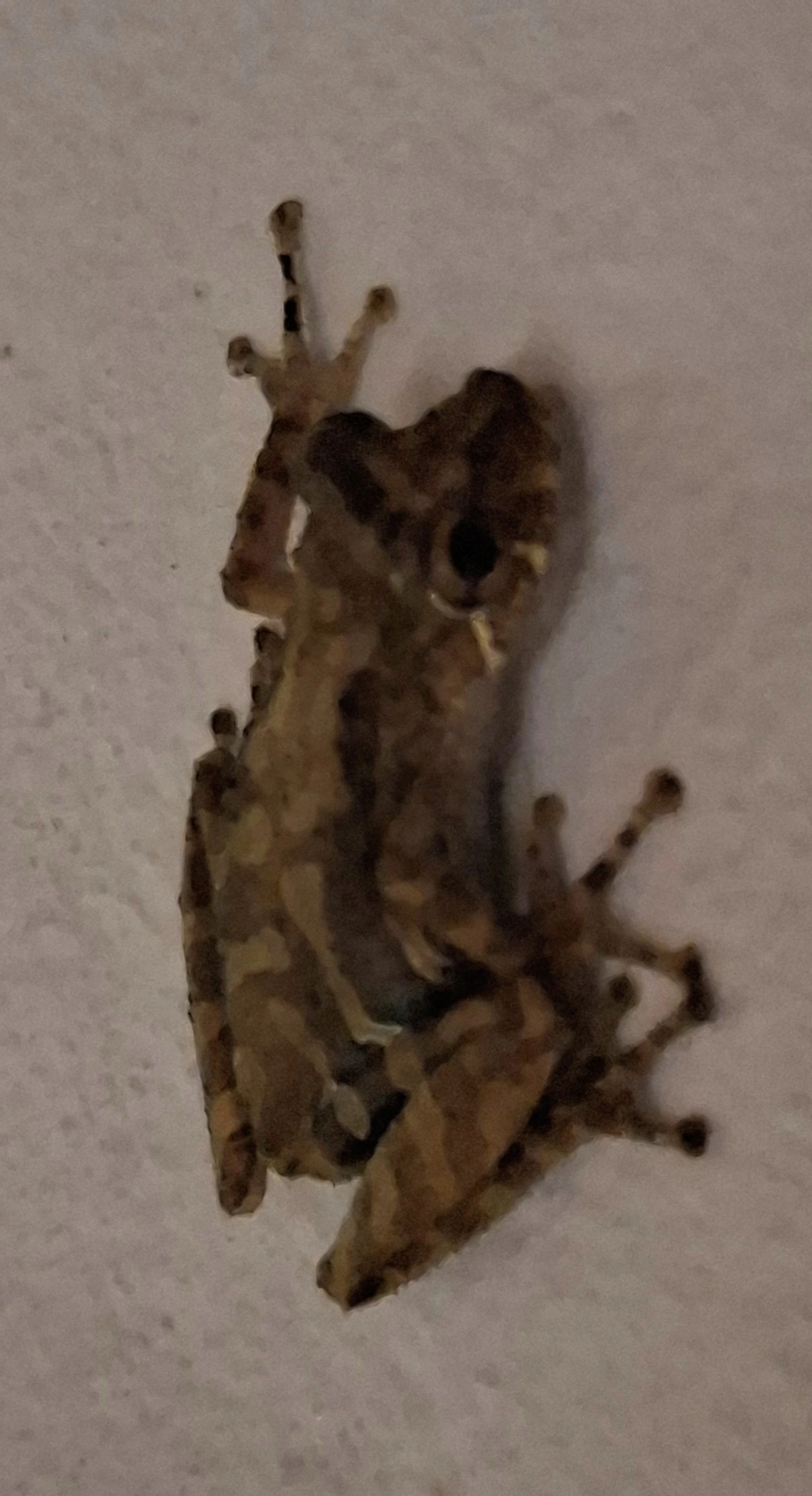 Ololygon, anfíbios, fotografado em Maresias, São Sebastião