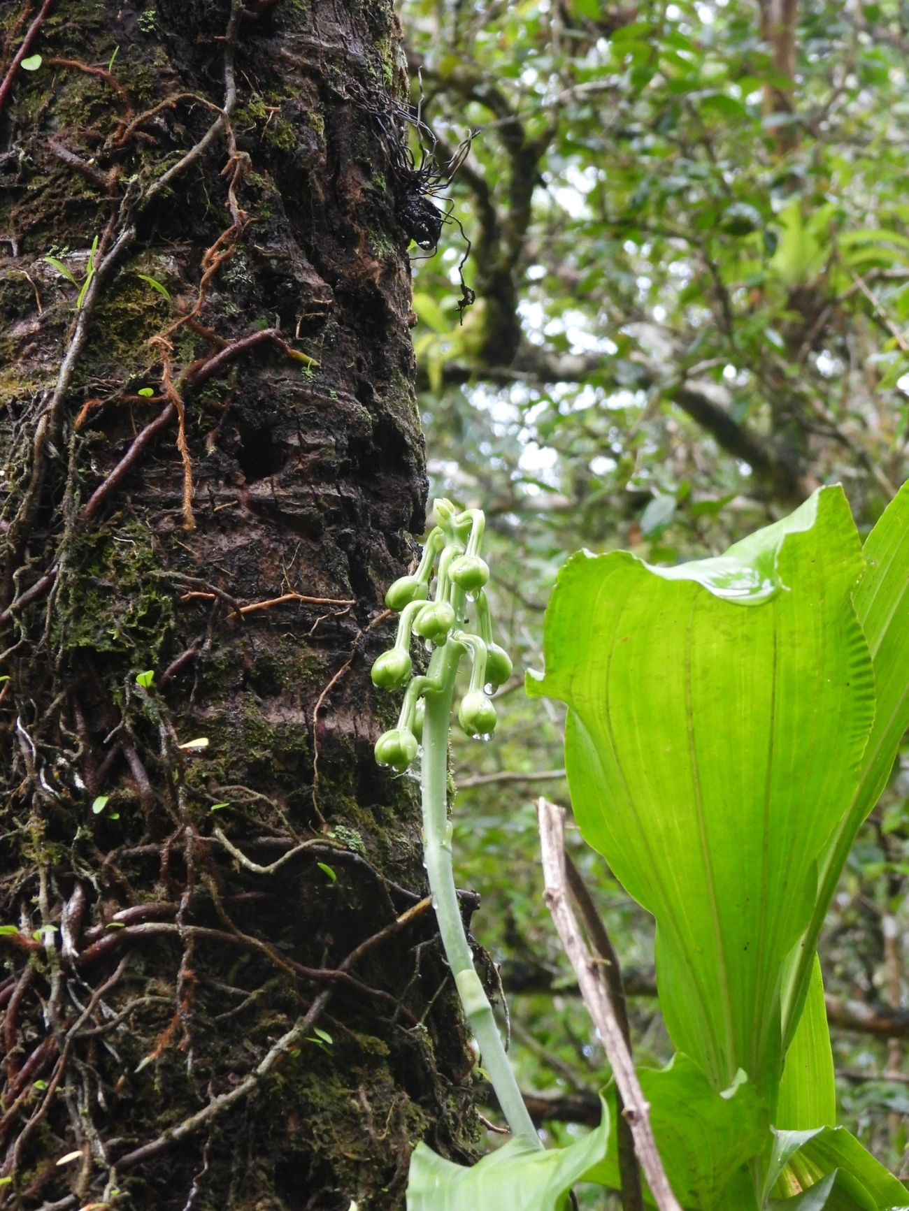 Cataseto-de-esporão (Catasetum integerrimum), plantas, fotografado em Maresias, São Sebastião