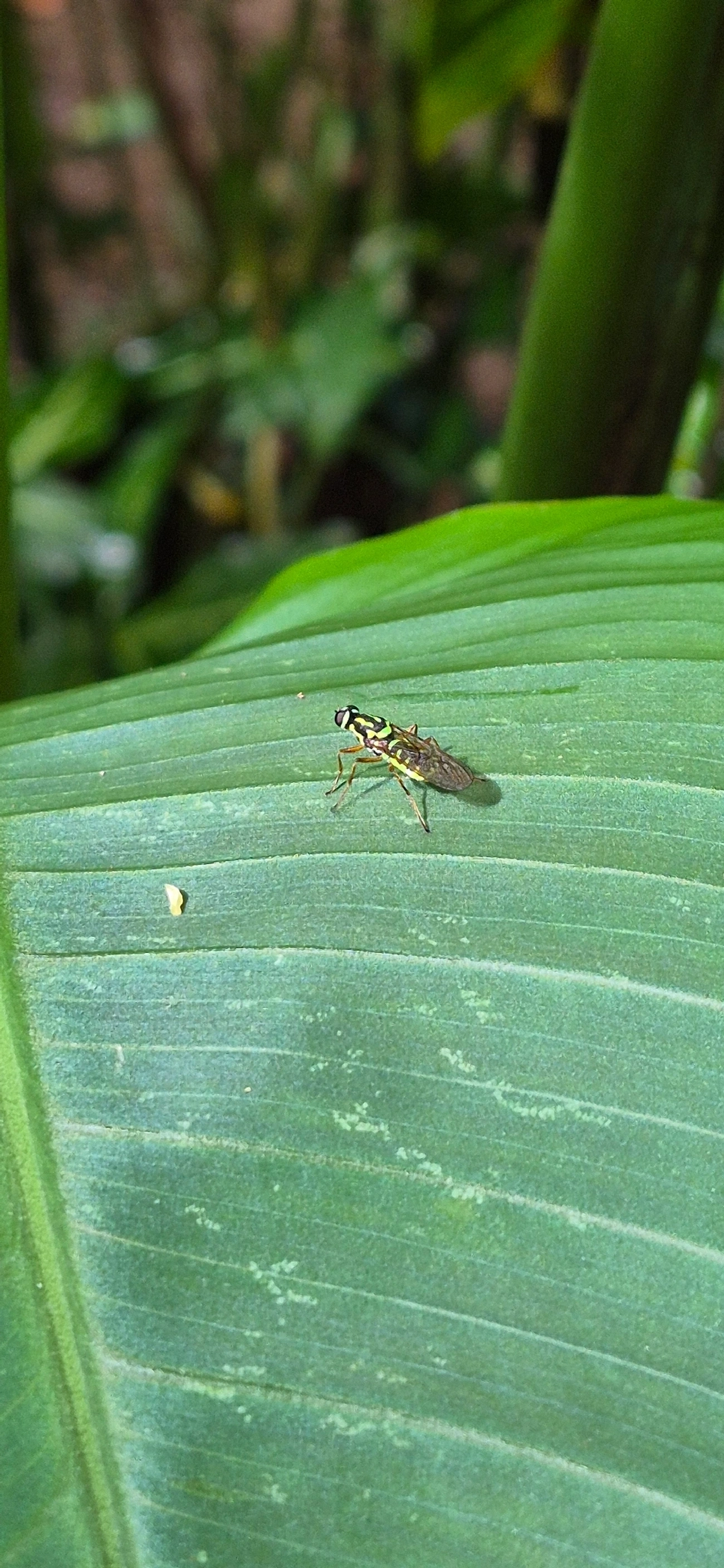 Stratiomyidae, insetos, fotografado em Maresias, São Sebastião