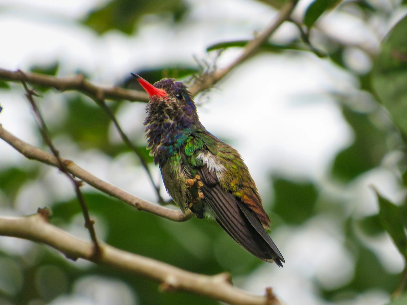 Beija-flor-roxo (Chlorestes cyanus), aves, fotografado em Maresias, São Sebastião