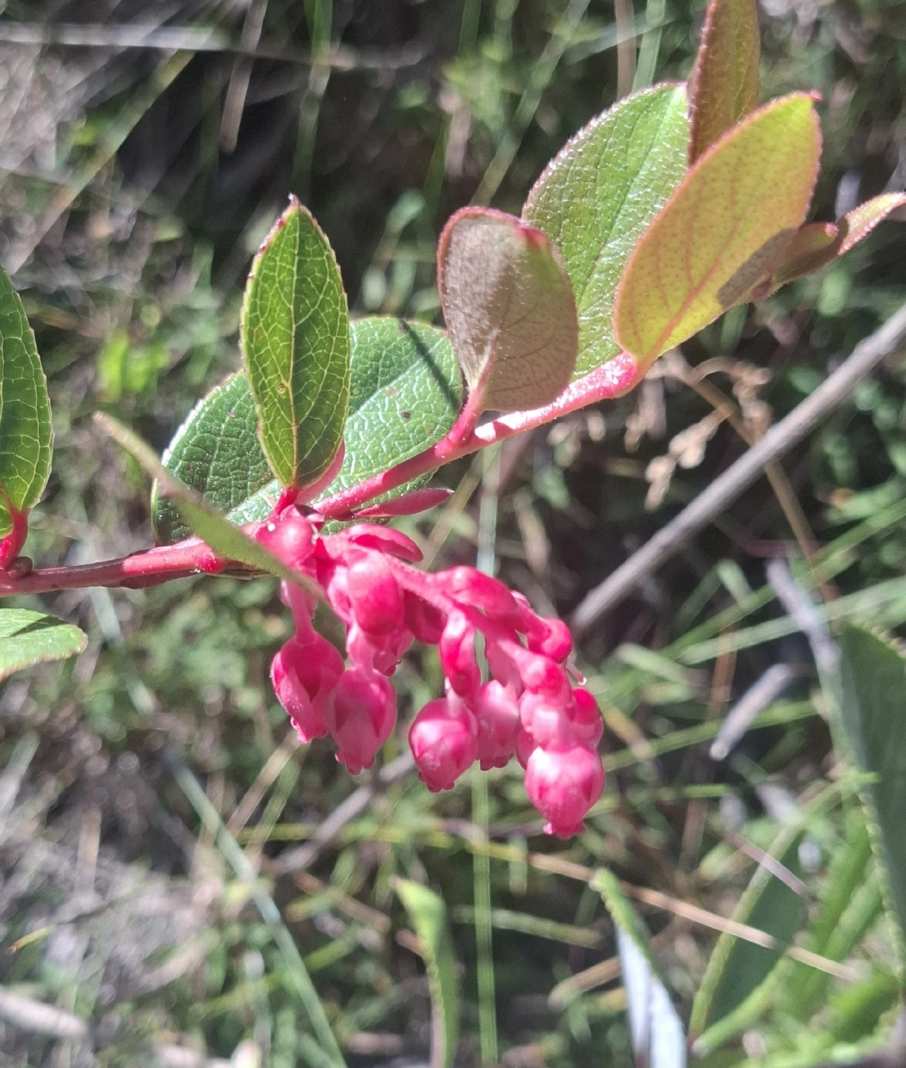 Mirtilos (Vaccinioideae), plantas, fotografado em Engenheiro Passos