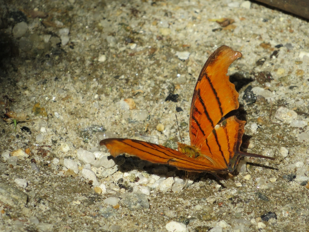 Borboleta-Asas-de-Punhal (Marpesia petreus), insetos, fotografado em Paúba, São Sebastião