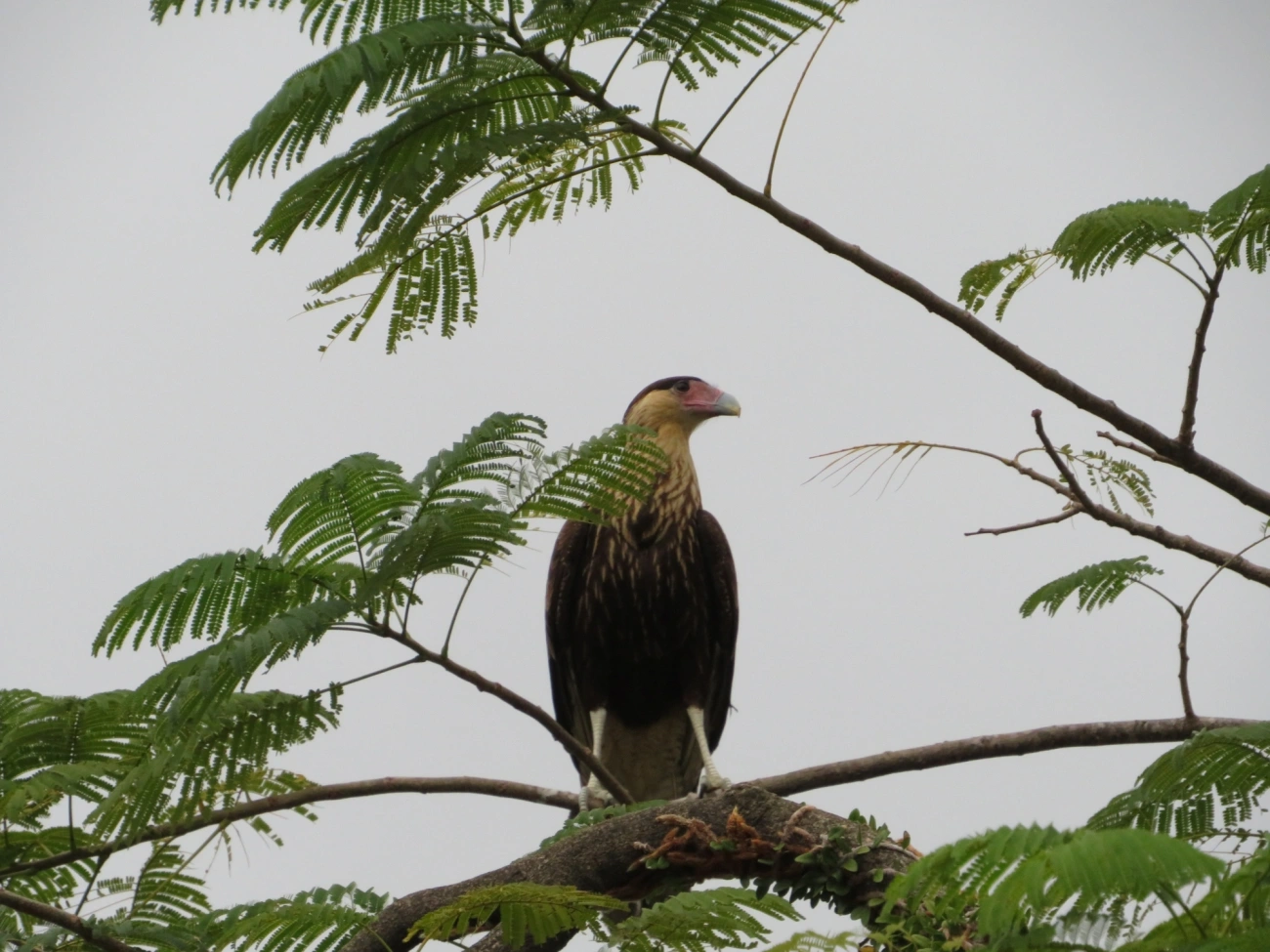 Carcará (Caracara plancus), aves, fotografado em São Sebastião