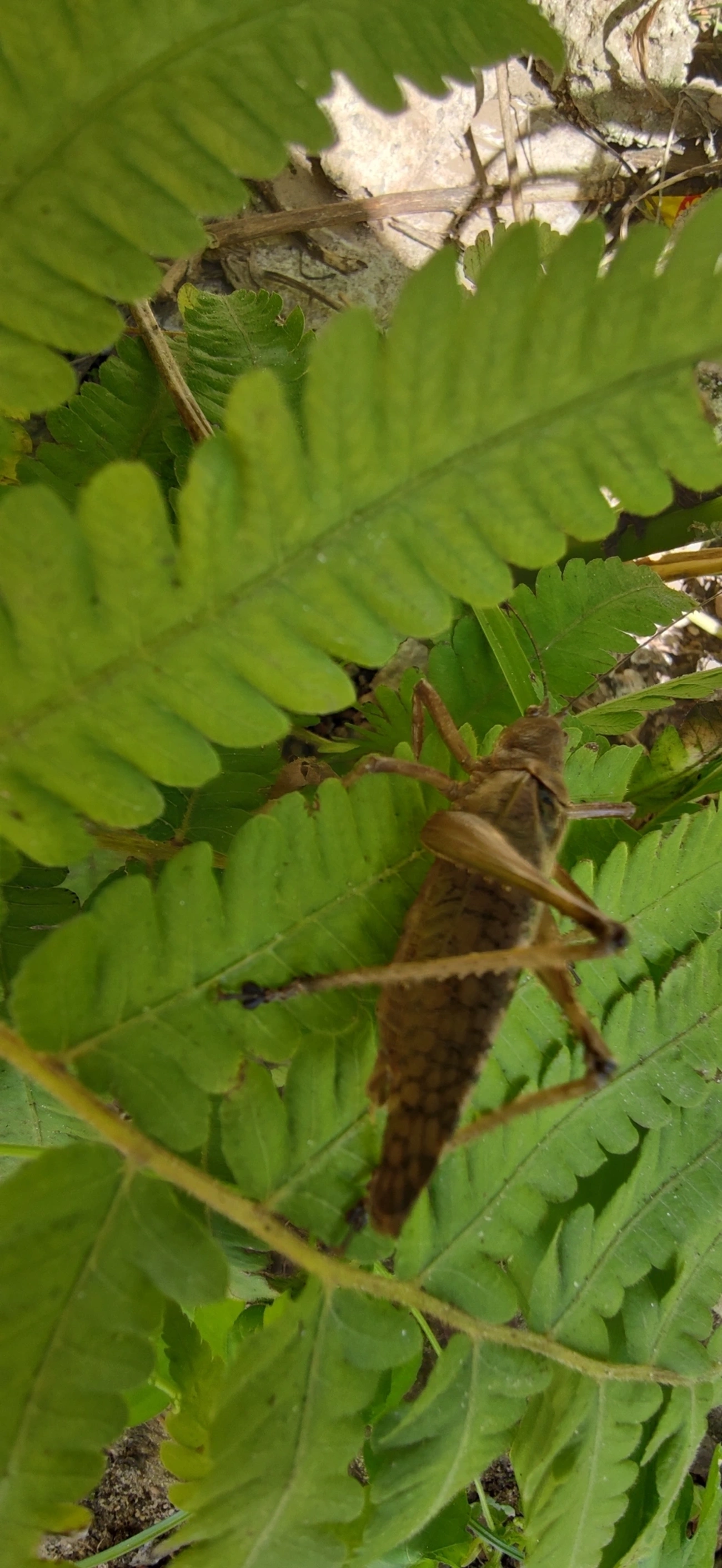 Pseudophyllinae, insetos, fotografado em Maresias, São Sebastião
