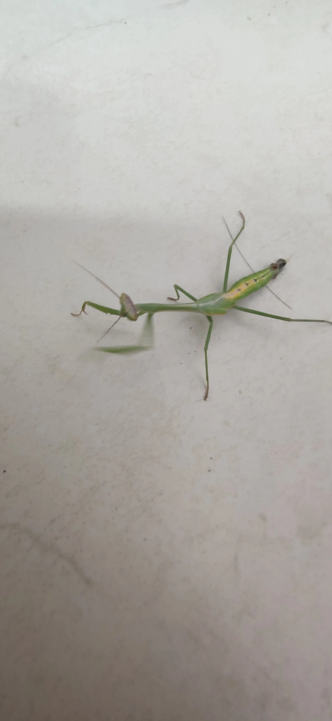 Oxyopsis, insetos, fotografado em Maresias, São Sebastião