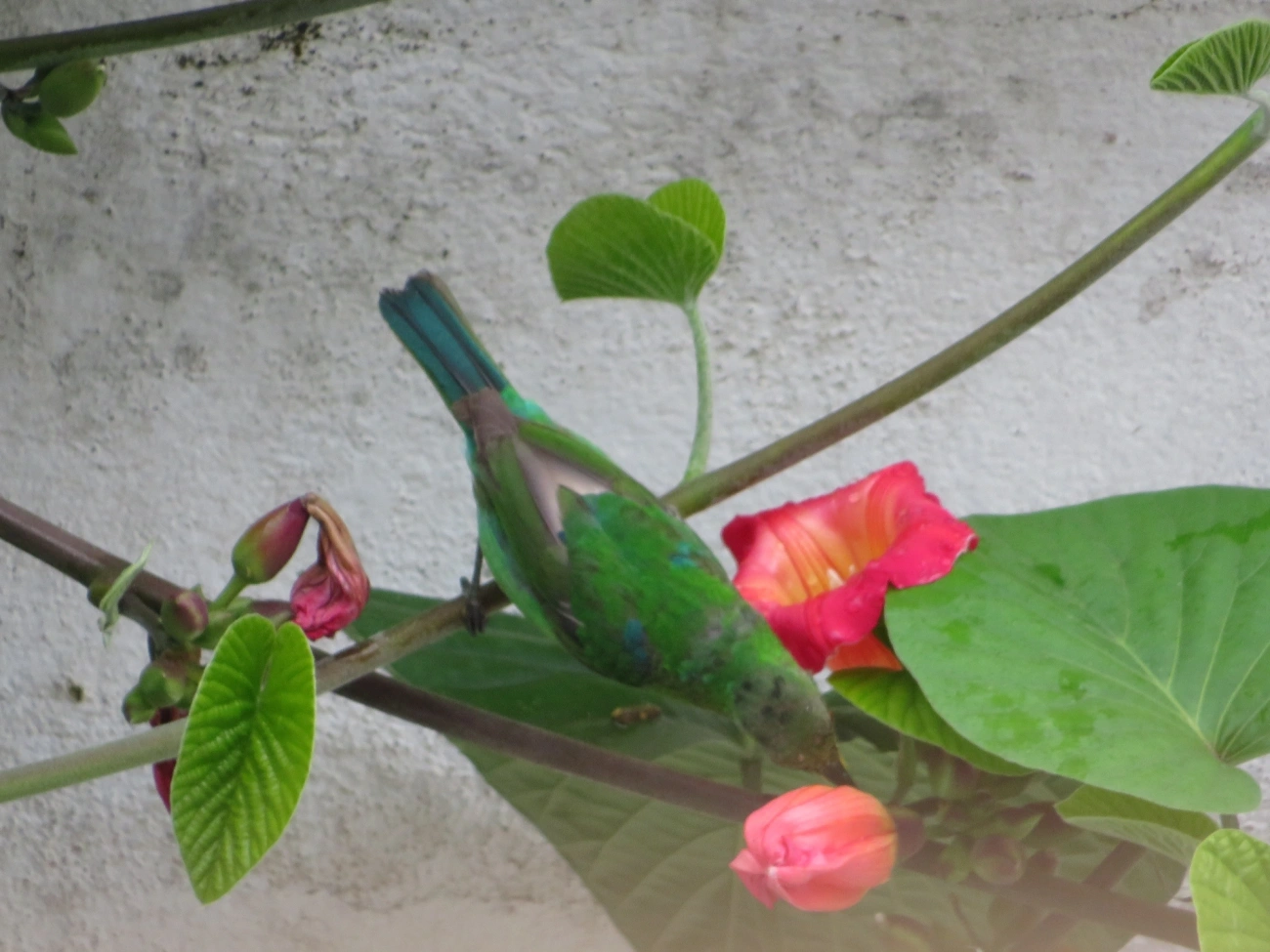 Saí-verde (Chlorophanes spiza), aves, fotografado em Maresias, São Sebastião