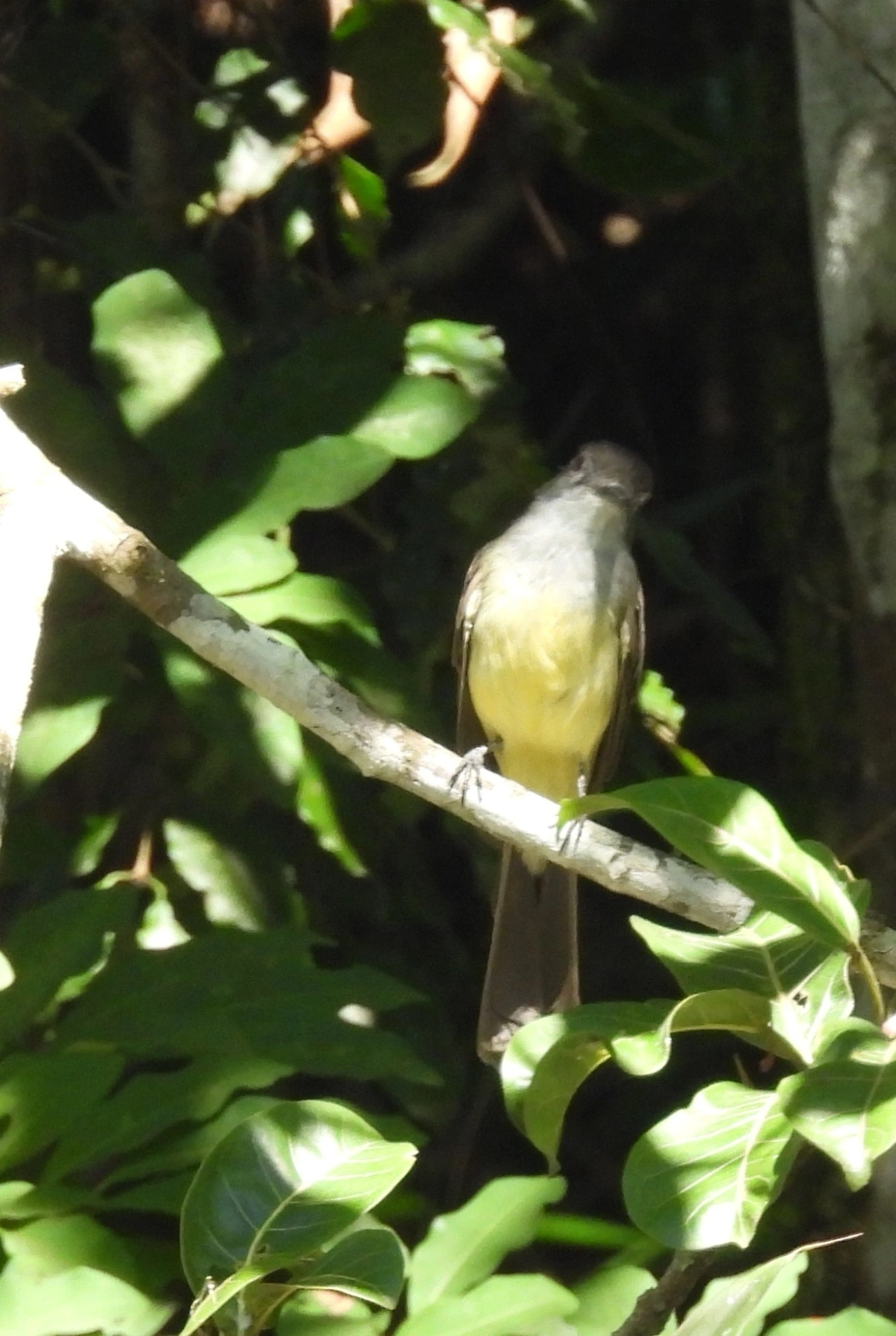 Marias-Cavaleiras e Afins (Myiarchus), aves, fotografado em Queluz